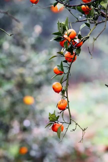 食·悟·西山 | 采“橘”东篱下，悠然在西山，这是要换着口味吃到春节的节奏
